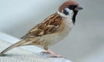 Sparrow. Odstranitev ptic